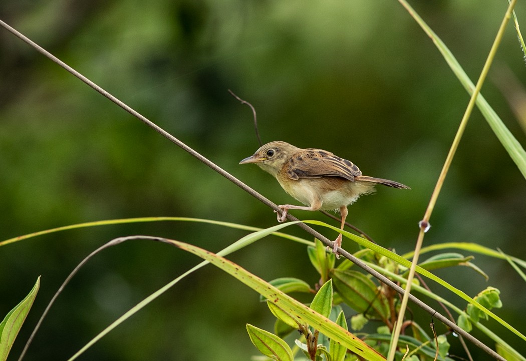 Golden-headed Cisticola - ML217949771