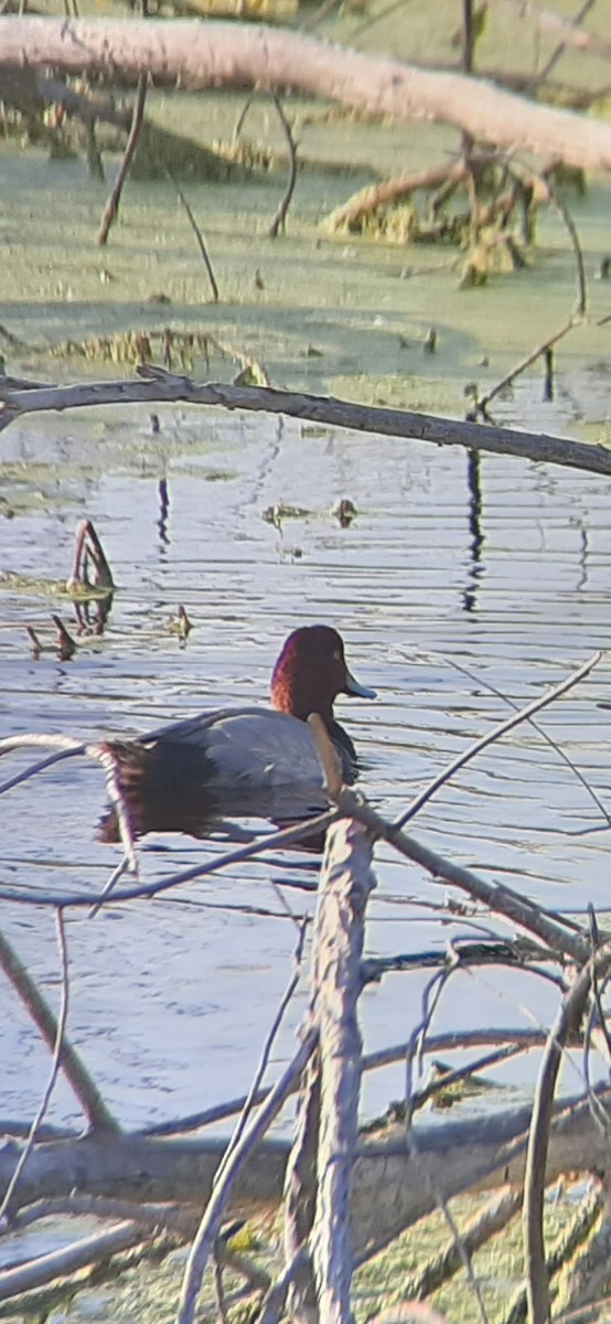 Fuligule à tête rouge - ML217949821