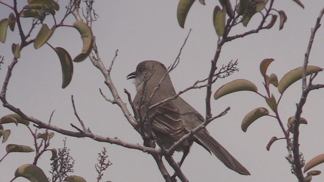 Northern Mockingbird - ML217952131