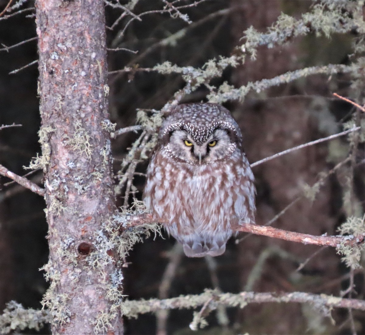 Boreal Owl - Pam Meharg