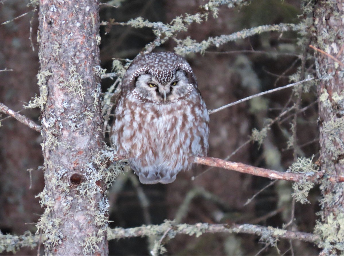 Boreal Owl - ML217952281