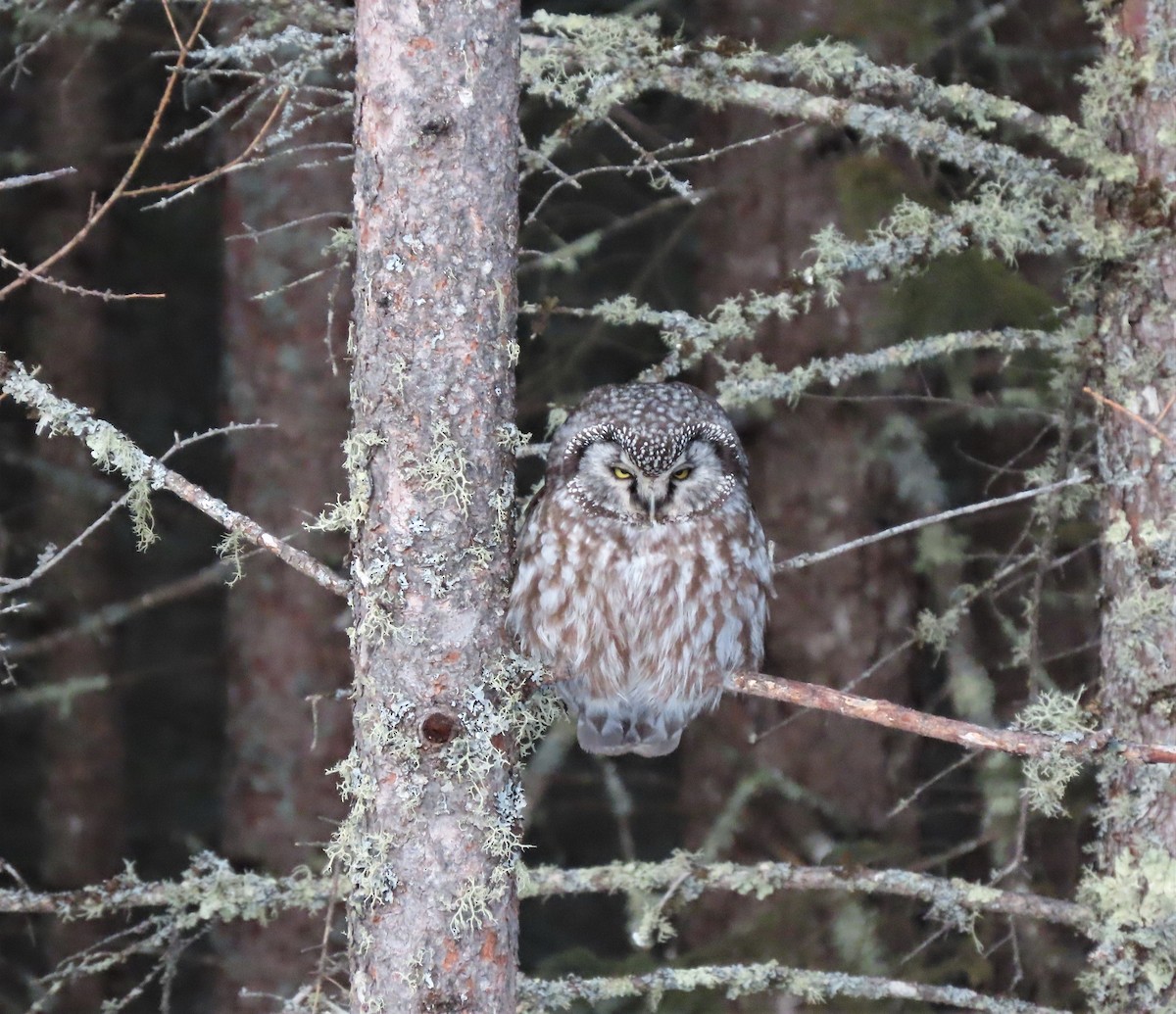 Boreal Owl - Pam Meharg