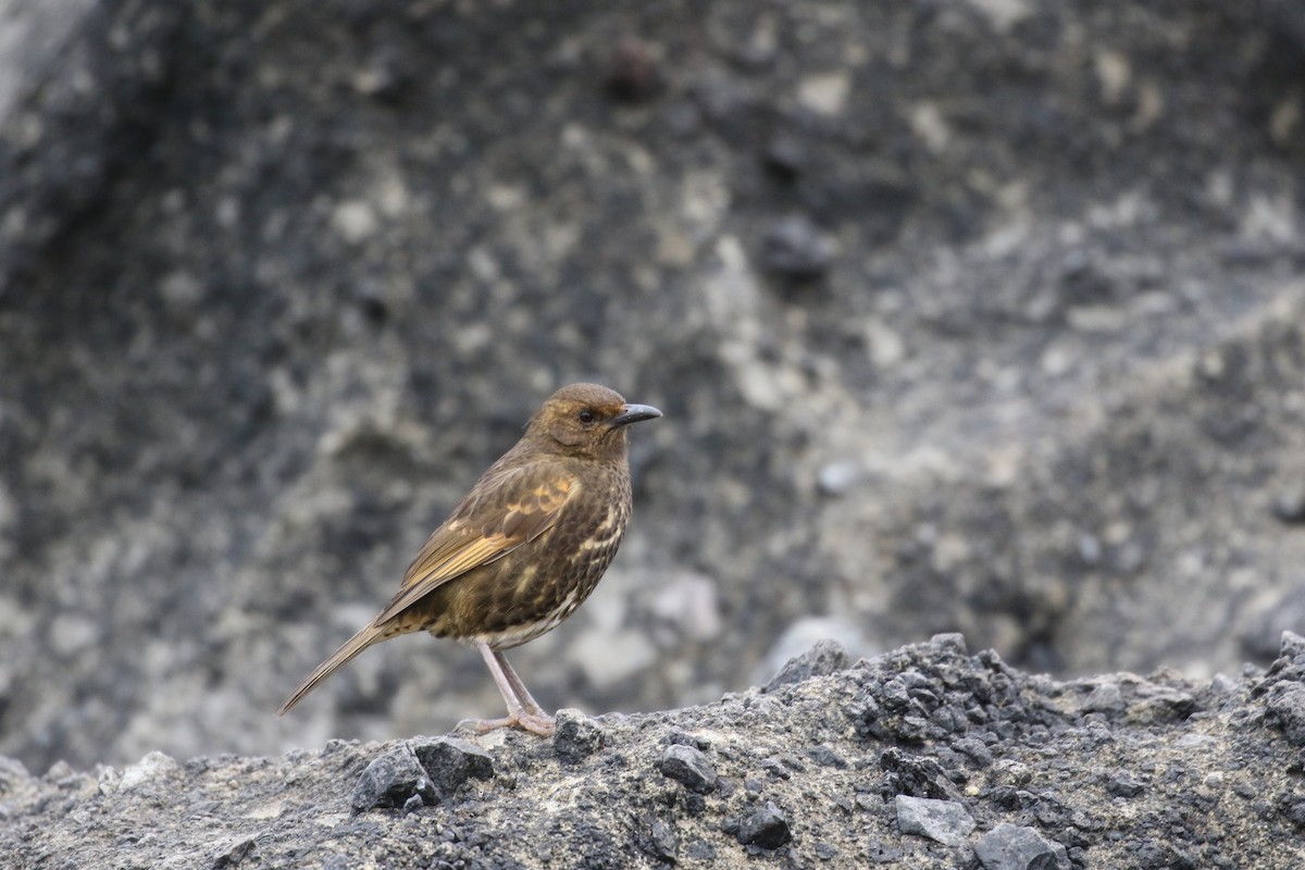 Grive de Tristan da Cunha - ML217953411