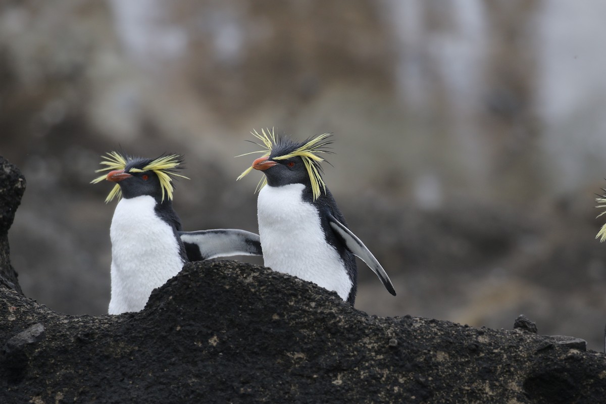 Moseley's Rockhopper Penguin - Fabrice Schmitt