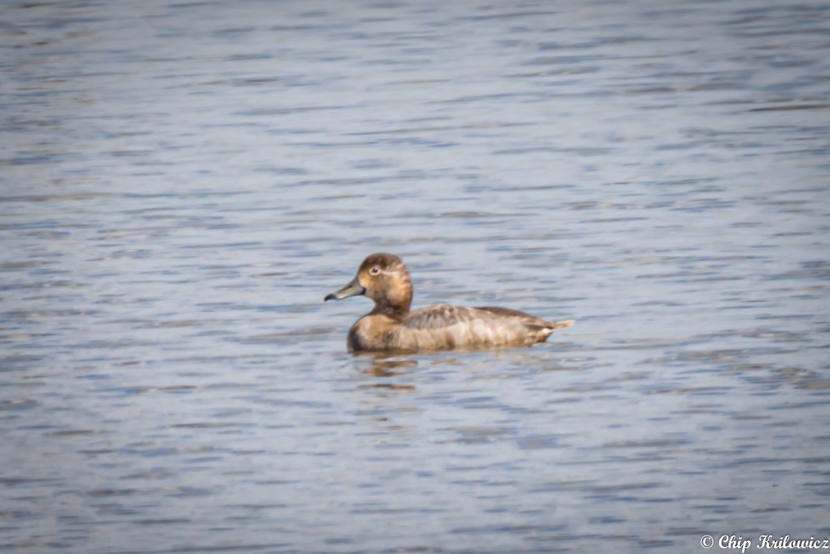 Ring-necked Duck - ML217953941