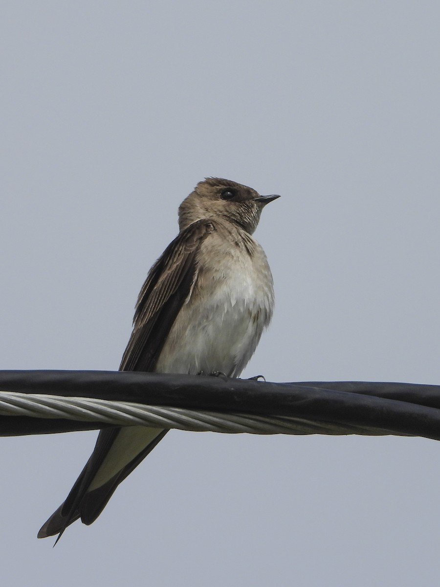 Northern Rough-winged Swallow - Jeanette Stone