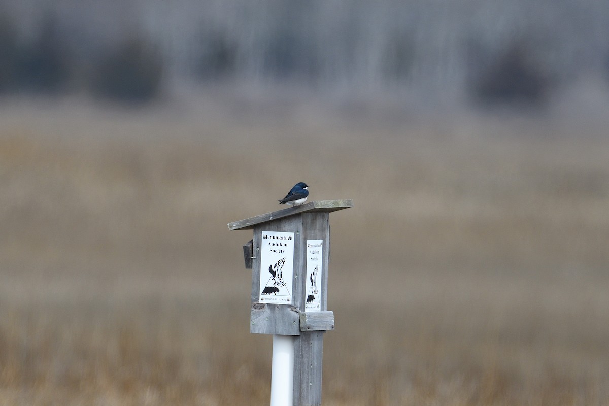 Tree Swallow - terence zahner