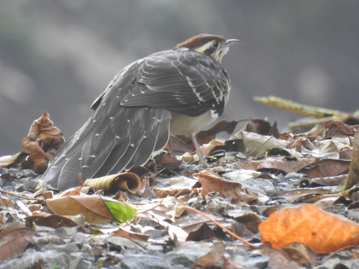 Pheasant Cuckoo - ML217955311