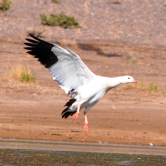 Andean Goose - ML217956921