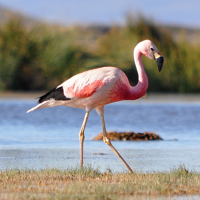 Andean Flamingo - Andrés Cecconi
