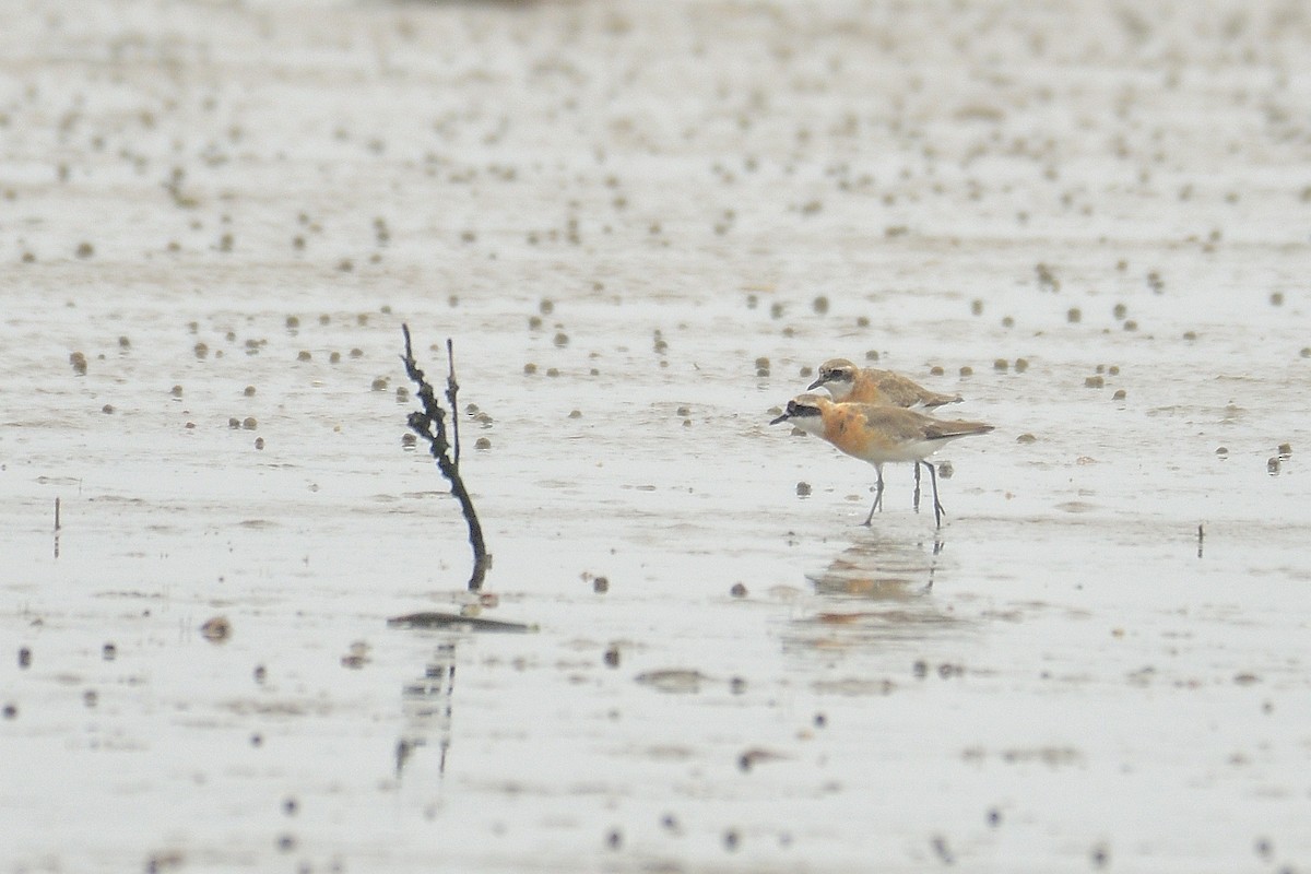 Siberian/Tibetan Sand-Plover - xiwen CHEN