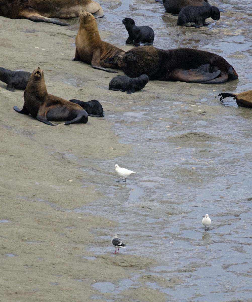 Dolphin Gull - ML217958671