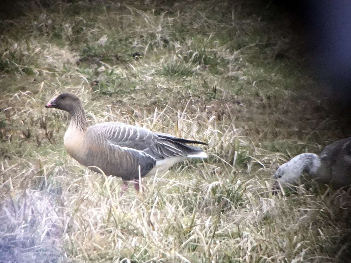 Pink-footed Goose - ML217959041