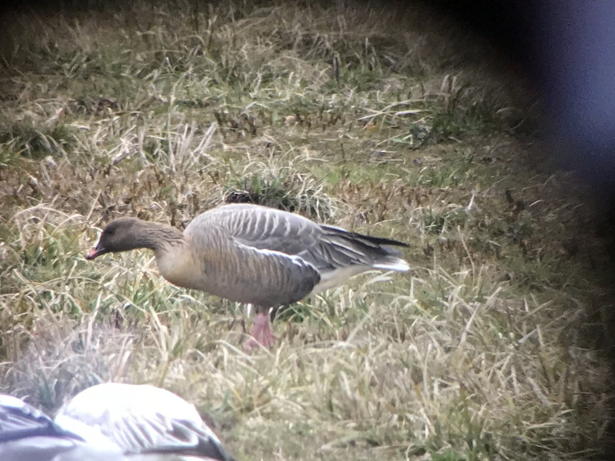 Pink-footed Goose - ML217959051