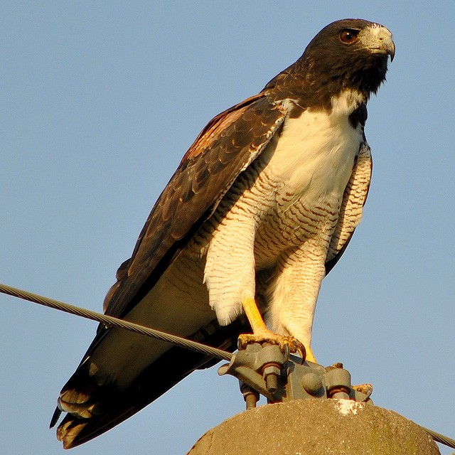 White-tailed Hawk - Andrés Cecconi