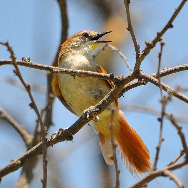 Yellow-chinned Spinetail - ML217960591