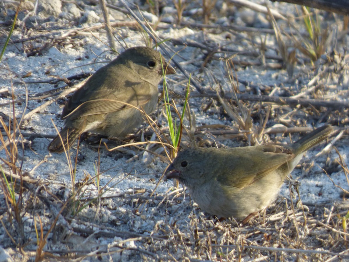 Black-faced Grassquit - ML217962701