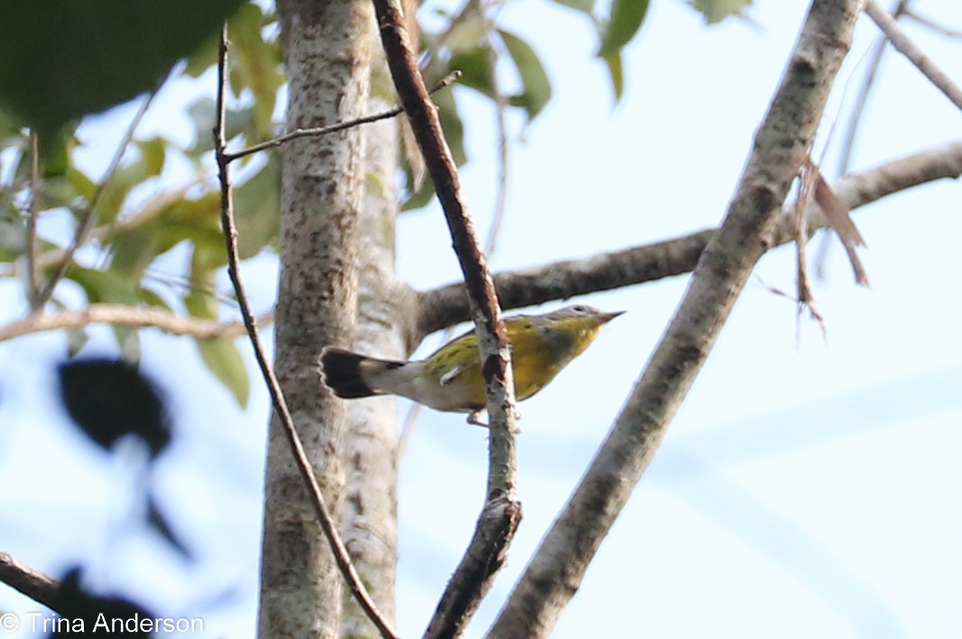 Magnolia Warbler - ML217964531