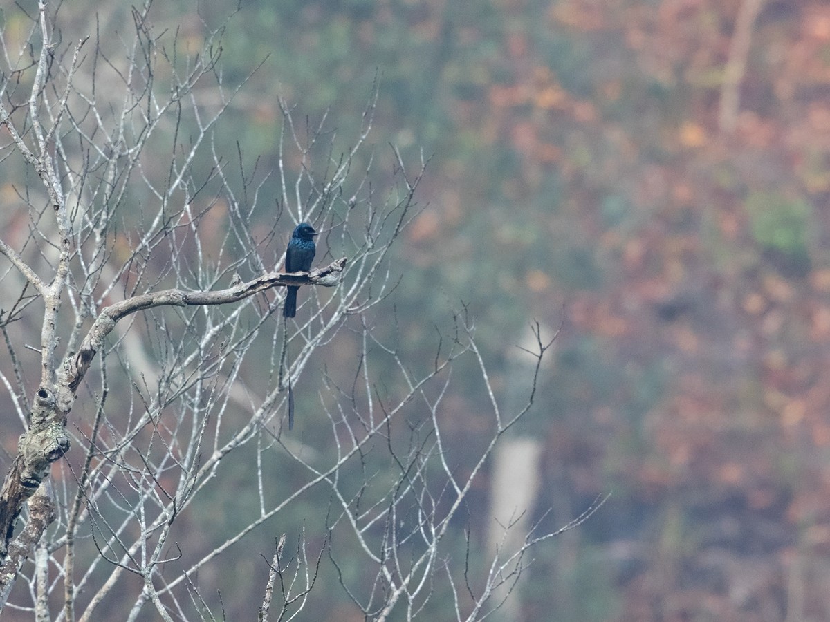 Lesser Racket-tailed Drongo - ML217964621