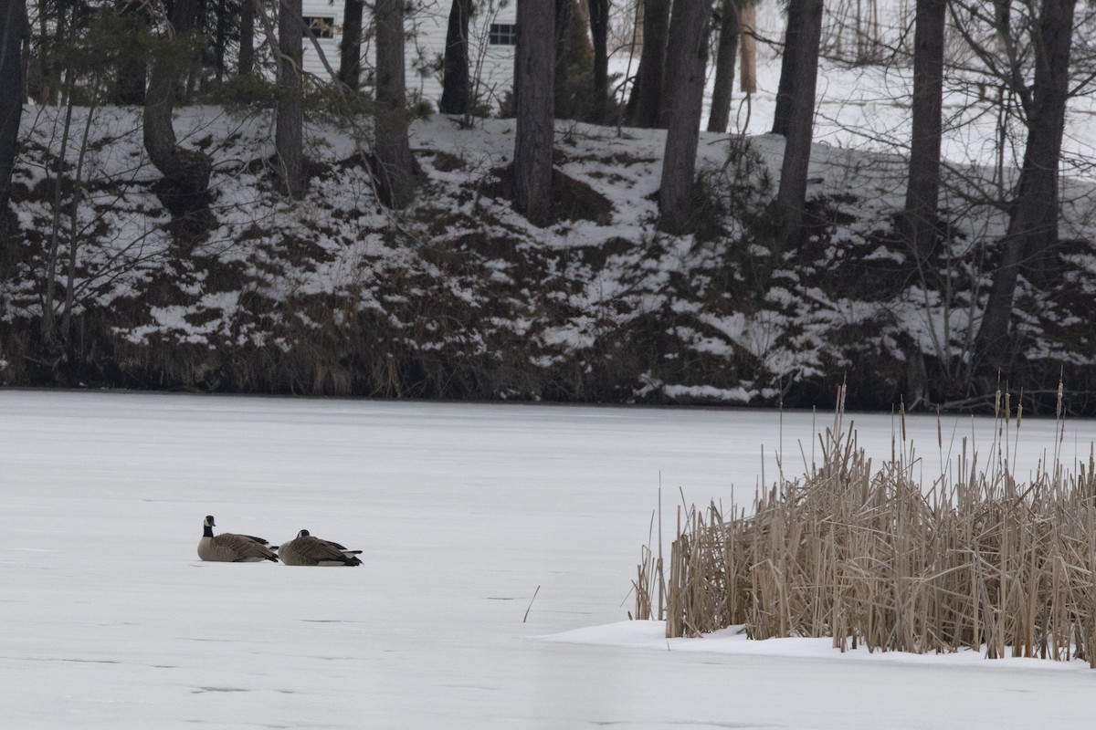 Canada Goose - Kent McFarland