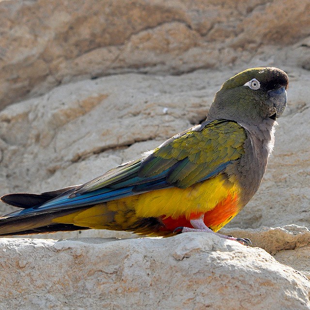 Burrowing Parakeet - Andrés Cecconi