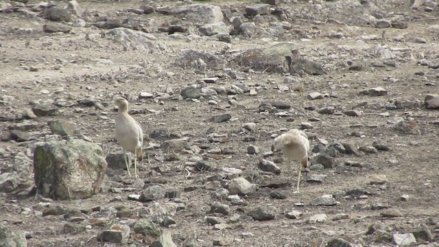 Peruvian Thick-knee - ML217969141