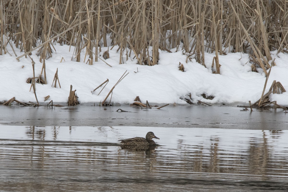 Canard colvert - ML217969311