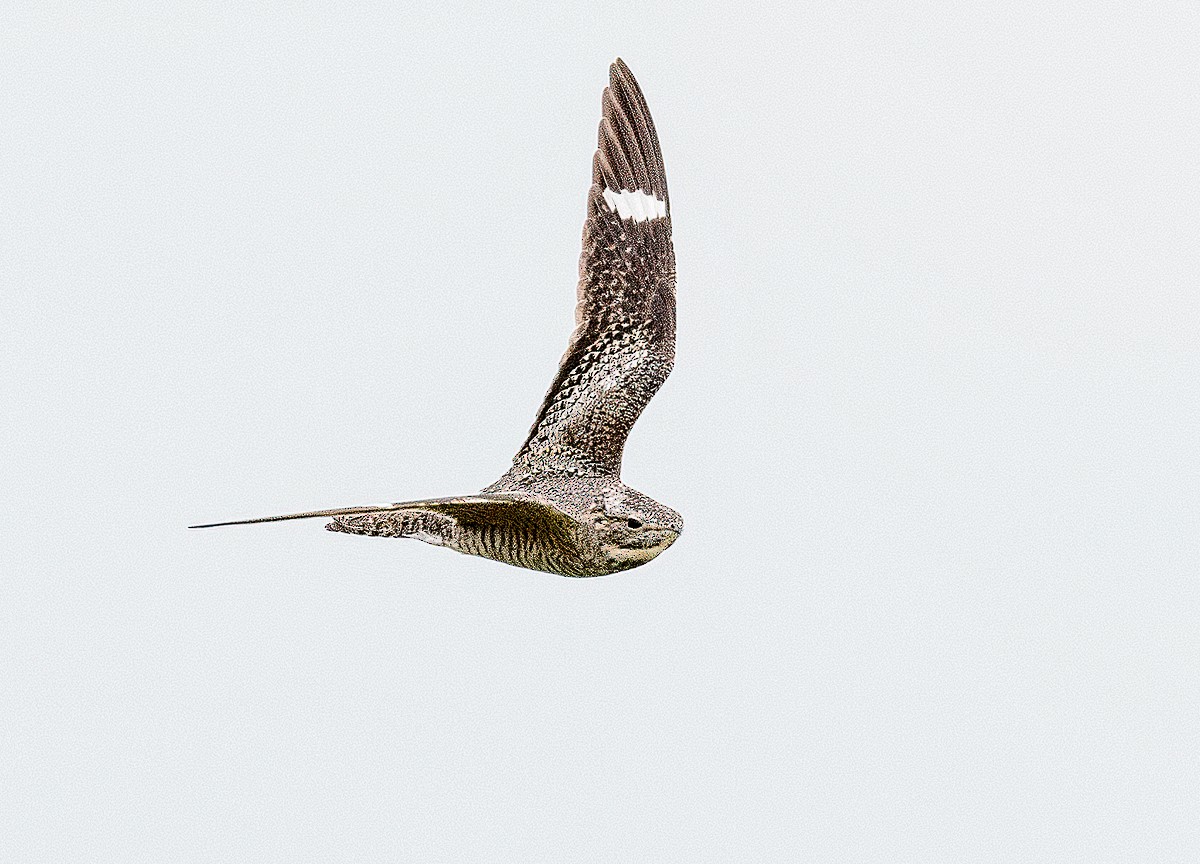 Common Nighthawk - ML217969851