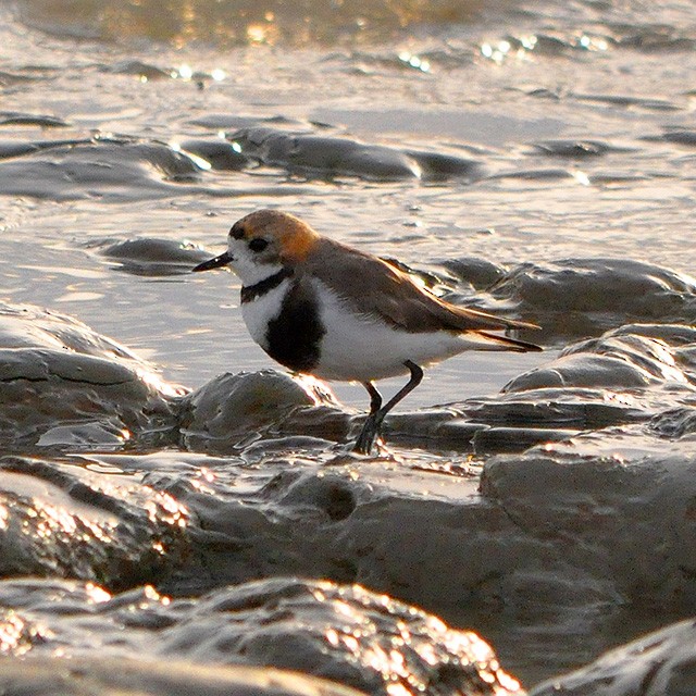 Two-banded Plover - ML217970051