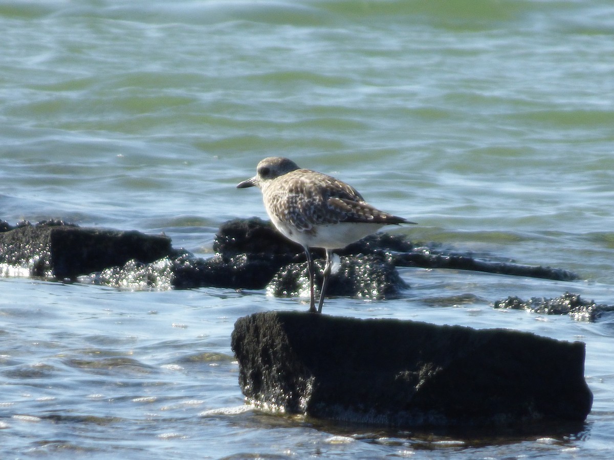 Black-bellied Plover - Tarra Lindo