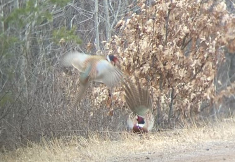 Ring-necked Pheasant - ML217971121