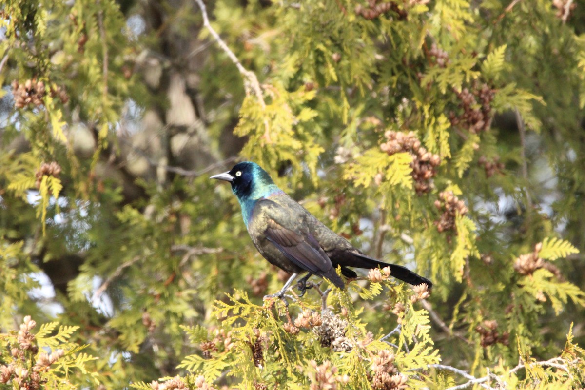 Common Grackle - ML217971381