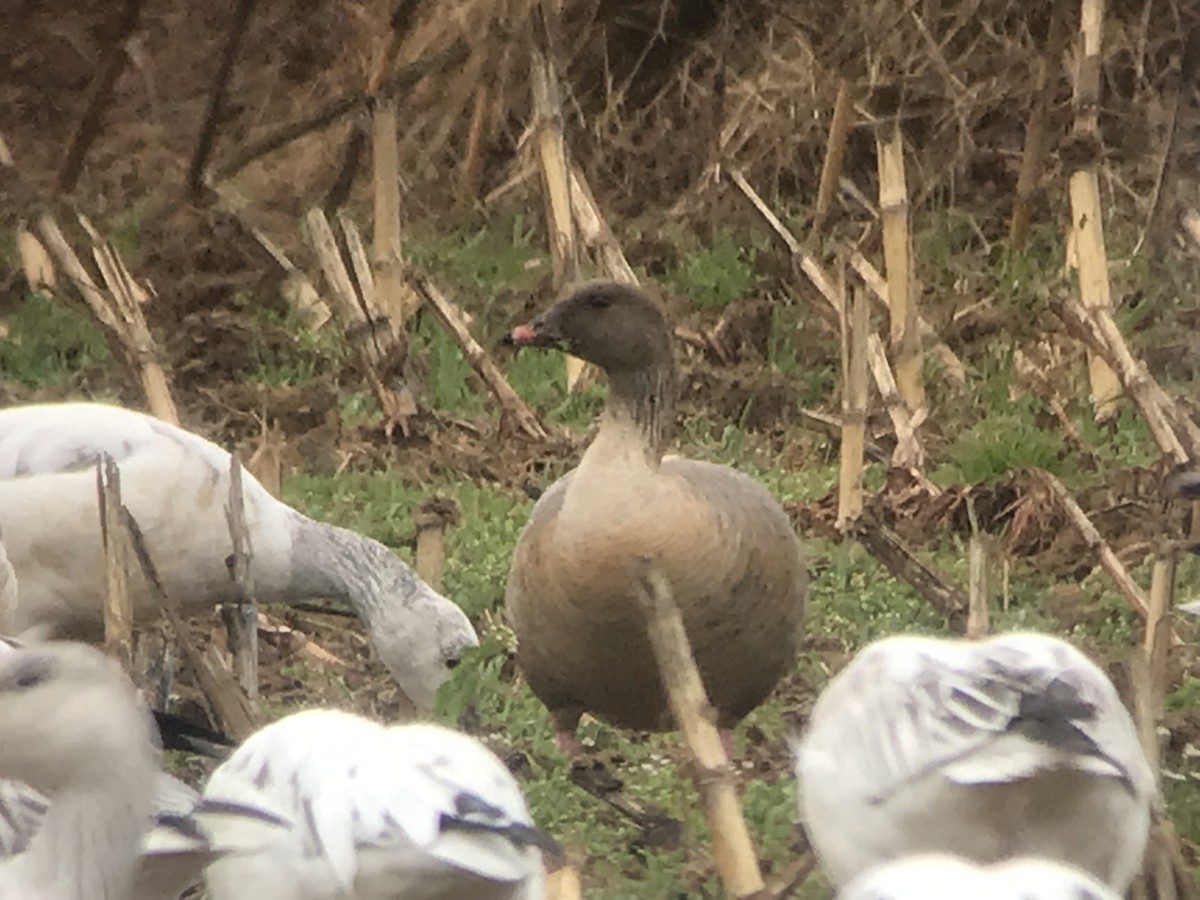 Pink-footed Goose - ML217971401
