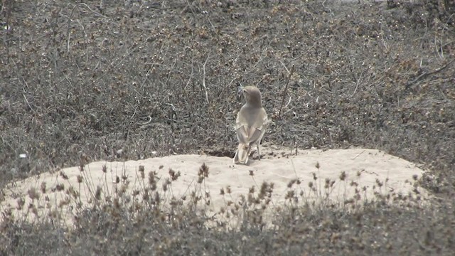 ウミベジカマドドリ - ML217971461