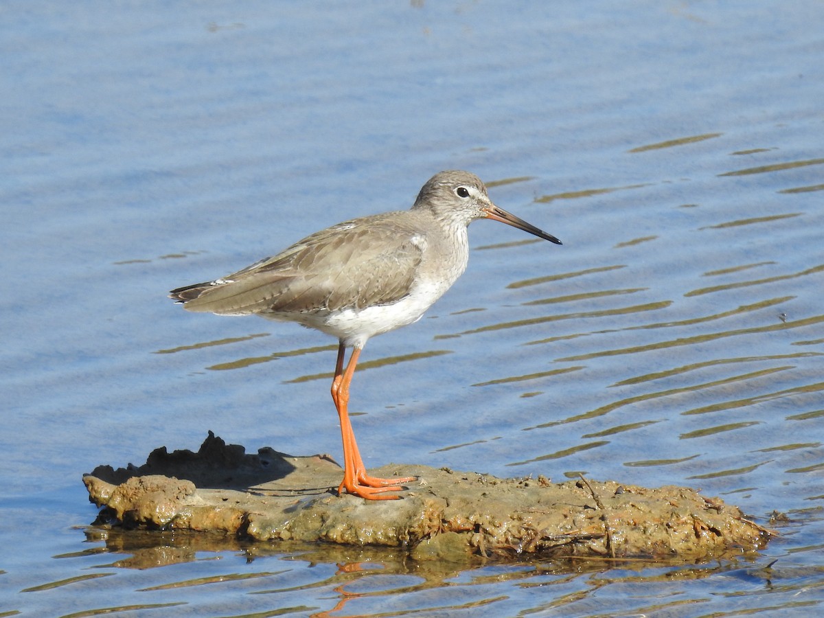 Common Redshank - Jean-Serge Vincent