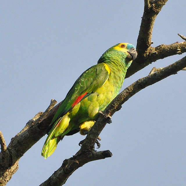 Turquoise-fronted Parrot - ML217974141