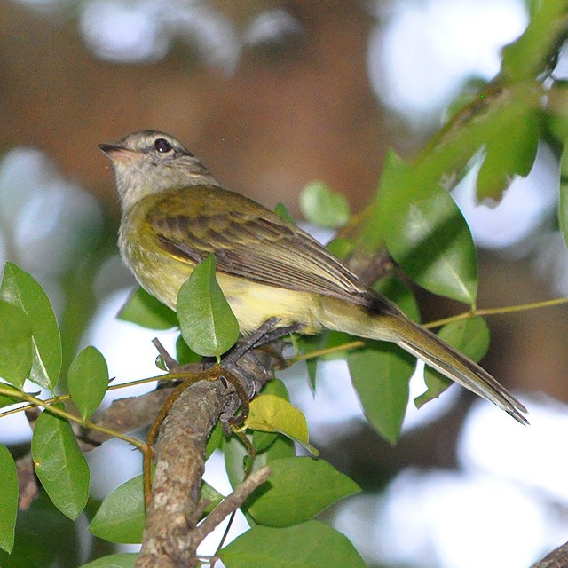 Greenish Elaenia - Andrés Cecconi