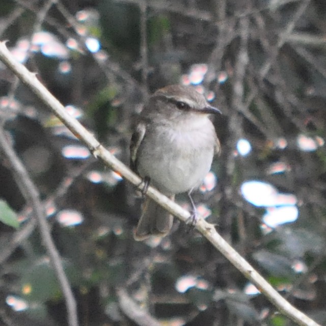 Fuscous Flycatcher - ML217974491