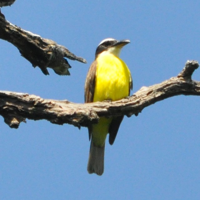 Boat-billed Flycatcher - Andrés Cecconi