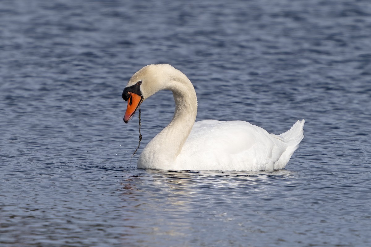 Mute Swan - Larry Master