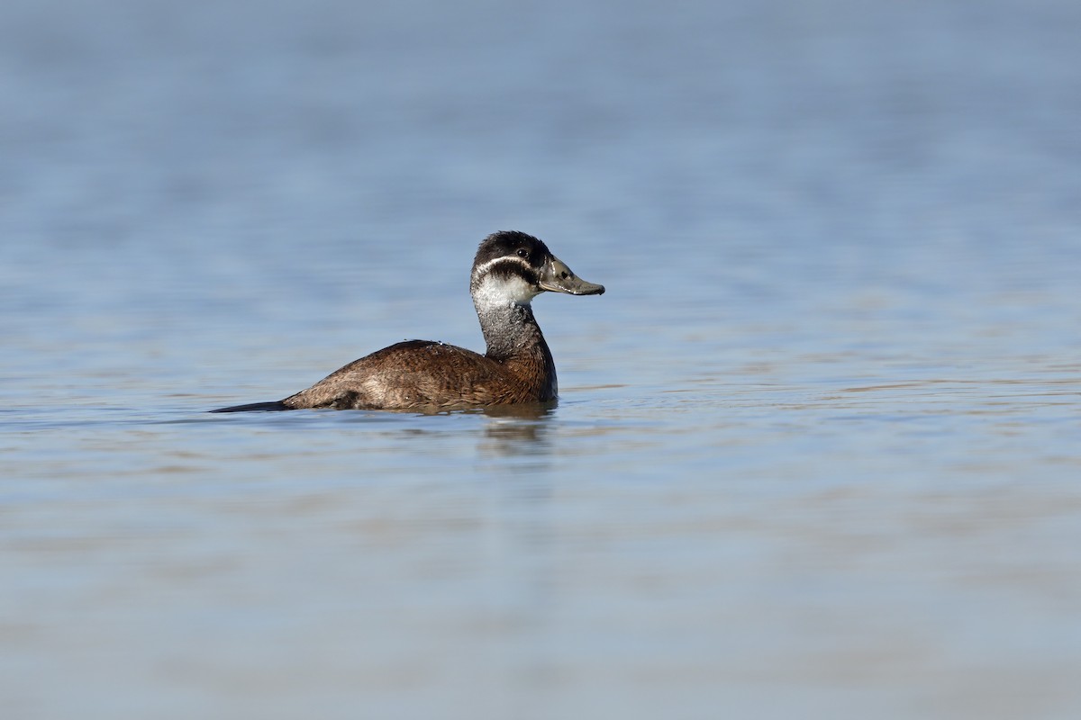 White-headed Duck - ML217976501