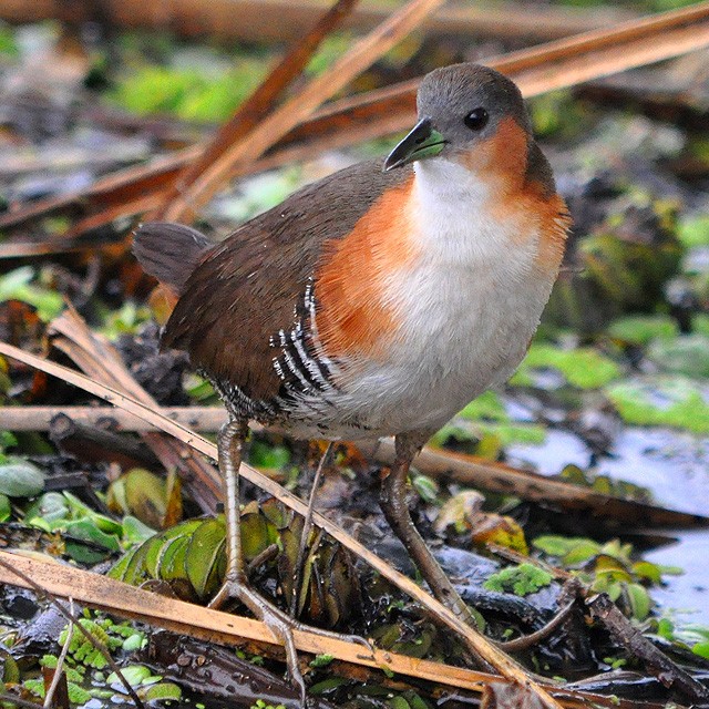 Rufous-sided Crake - Andrés Cecconi