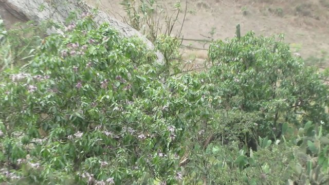 Mountain Parakeet - ML217979621