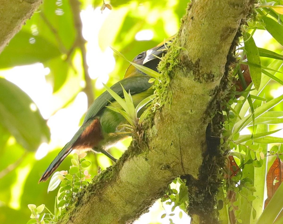 Northern Emerald-Toucanet - ML217980341