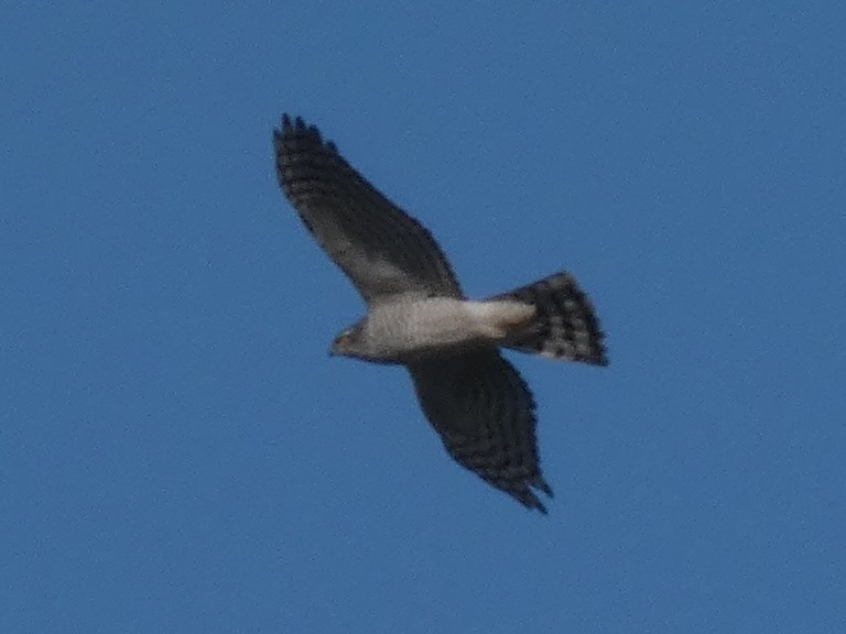 jestřáb lesní - ML217981721