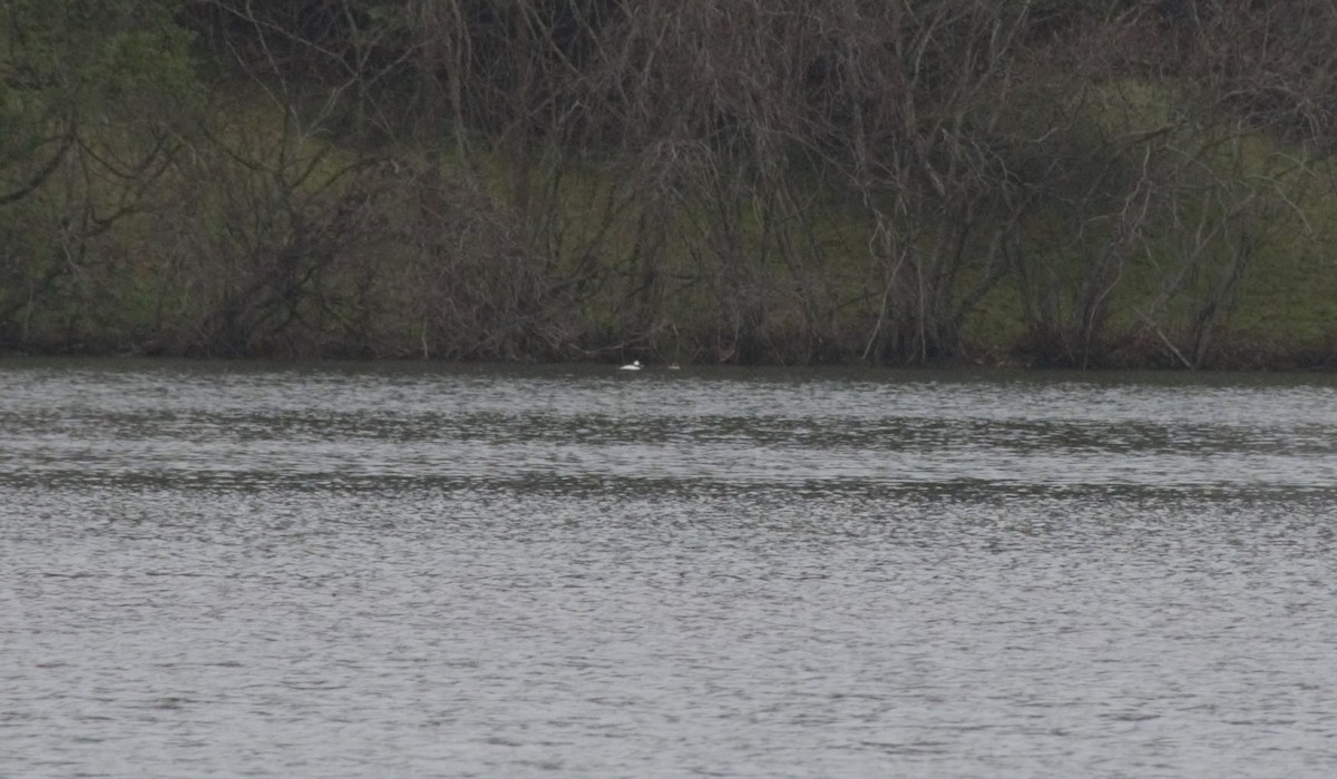 Bufflehead - ML217981991