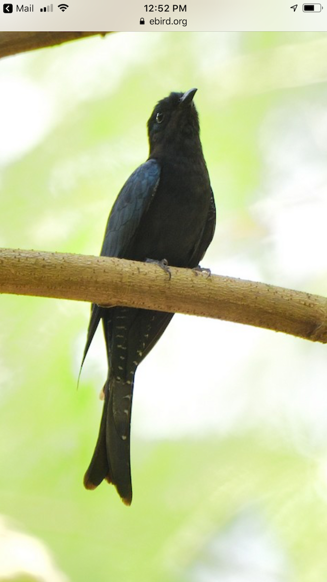 Fork-tailed/Square-tailed Drongo-Cuckoo - ML217982391