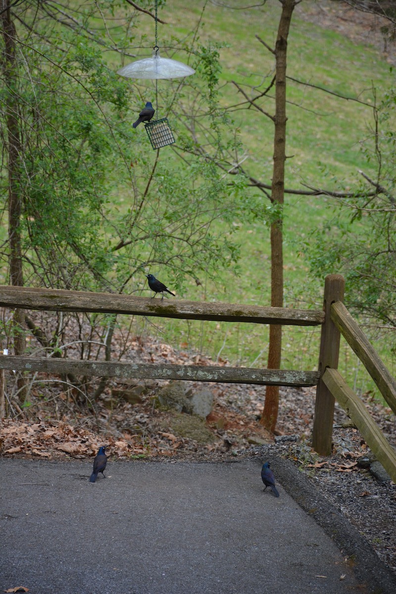 Common Grackle - ML217982711