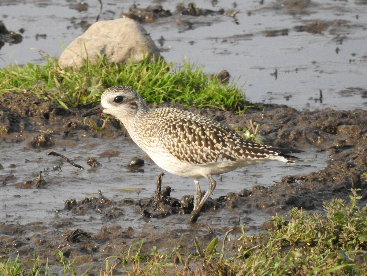 Black-bellied Plover - ML217982781