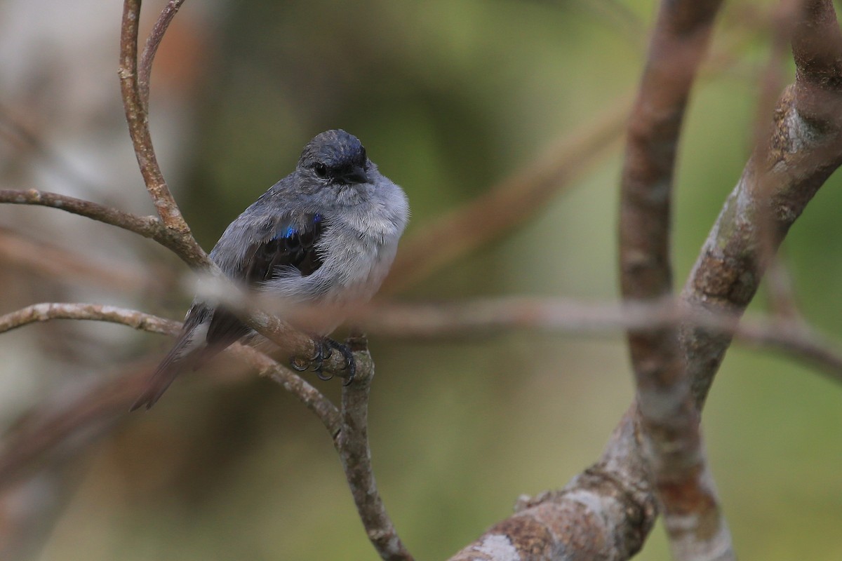 Plain-colored Tanager - Tim Lenz